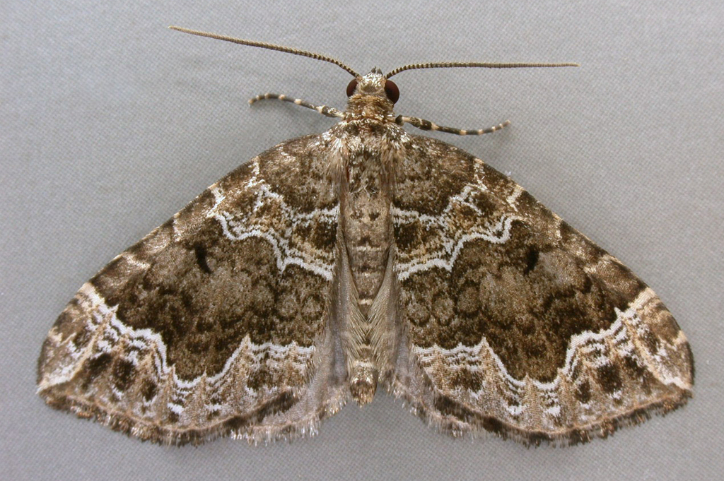 Devon Carpet