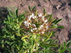 Polanisia dodecandra trachysperma