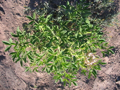 Polanisia dodecandra trachysperma
