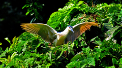 Nycticorax nycticorax