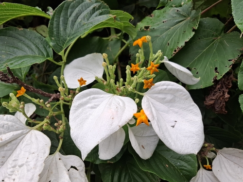 Mussaenda macrophylla observed 2025-04-27