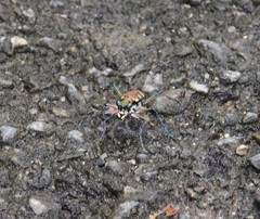 Cicindelina