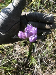 Gentiana rubricaulis