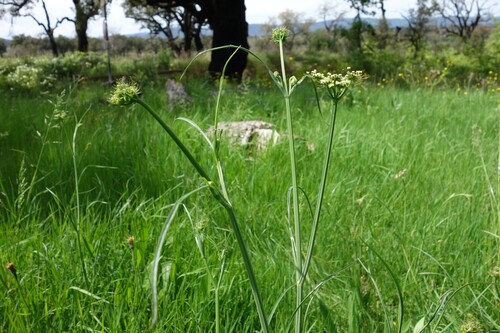 Image of Oenanthe pimpinelloides by (c) Clément Maouche, some rights reserved (CC BY)