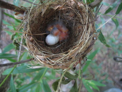 Empidonax traillii extimus