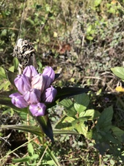 Gentiana rubricaulis