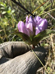 Gentiana rubricaulis
