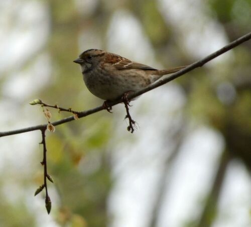 White-throated Sparrow photographed in West Virginia