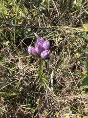 Gentiana rubricaulis