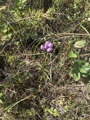 Gentiana rubricaulis