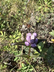 Gentiana rubricaulis