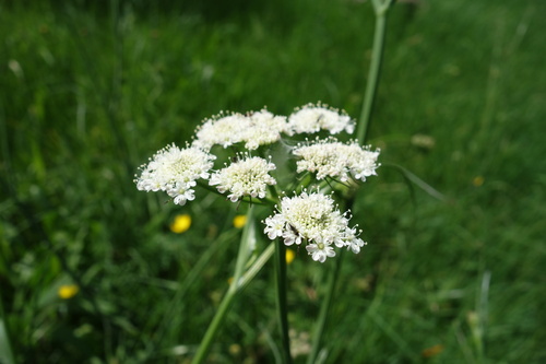 Image of Oenanthe pimpinelloides by (c) Clément Maouche, some rights reserved (CC BY)