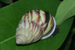 Amphidromus perversus