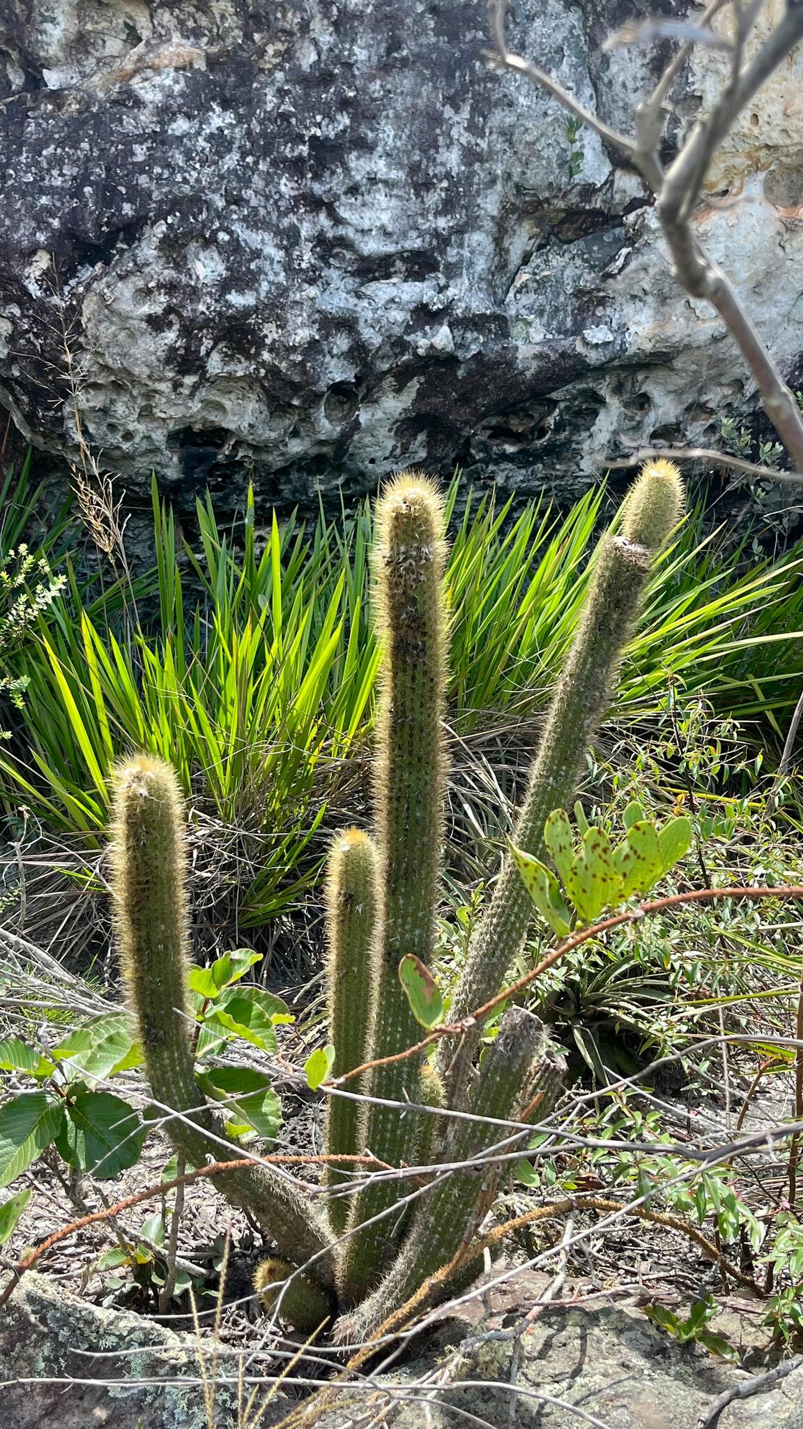 Pilosocereus aurisetus