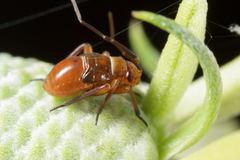 Calocoris barberi