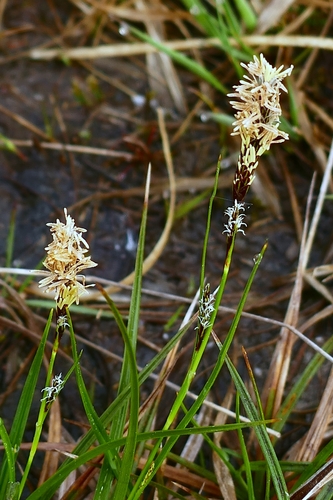 Image of Carex binervis by no rights reserved