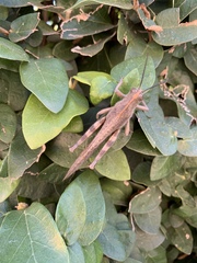 Anacridium aegyptium