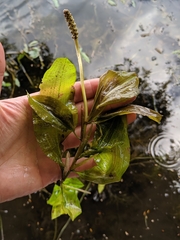 Potamogeton amplifolius