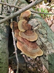 Steccherinum rawakense