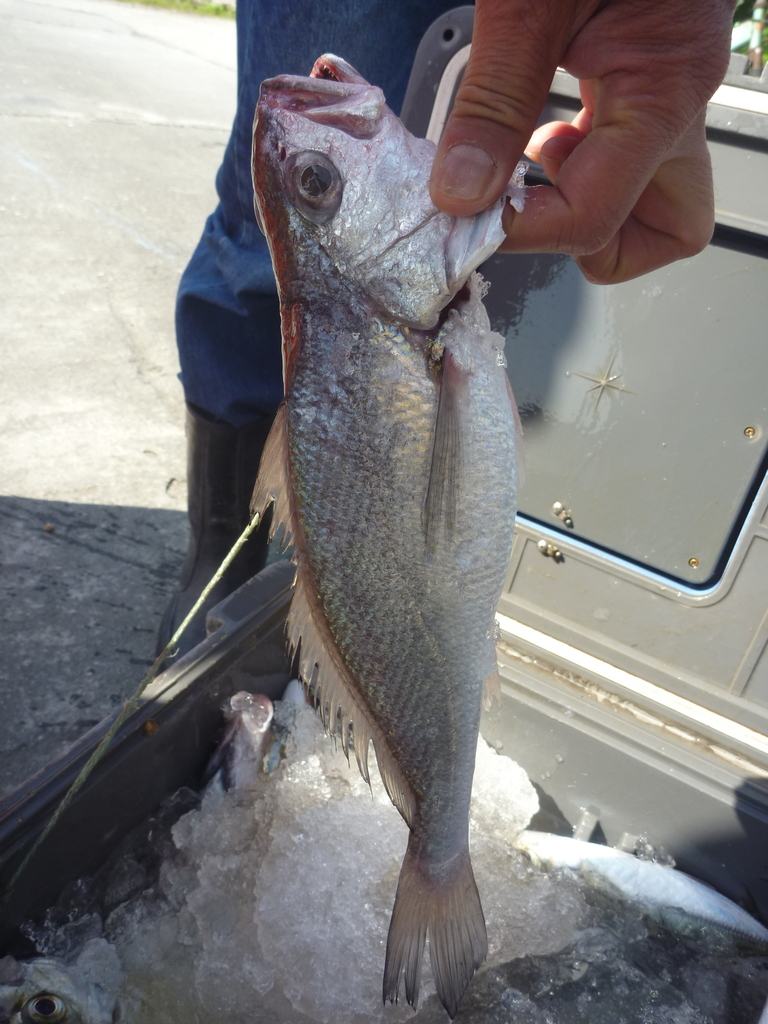 Blackmouth croaker (Atrobucca nibe) — Sciaenidae