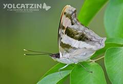 Doxocopa laure laure