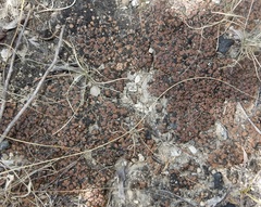 Clavascidium lacinulatum