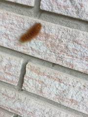 Phragmatobia