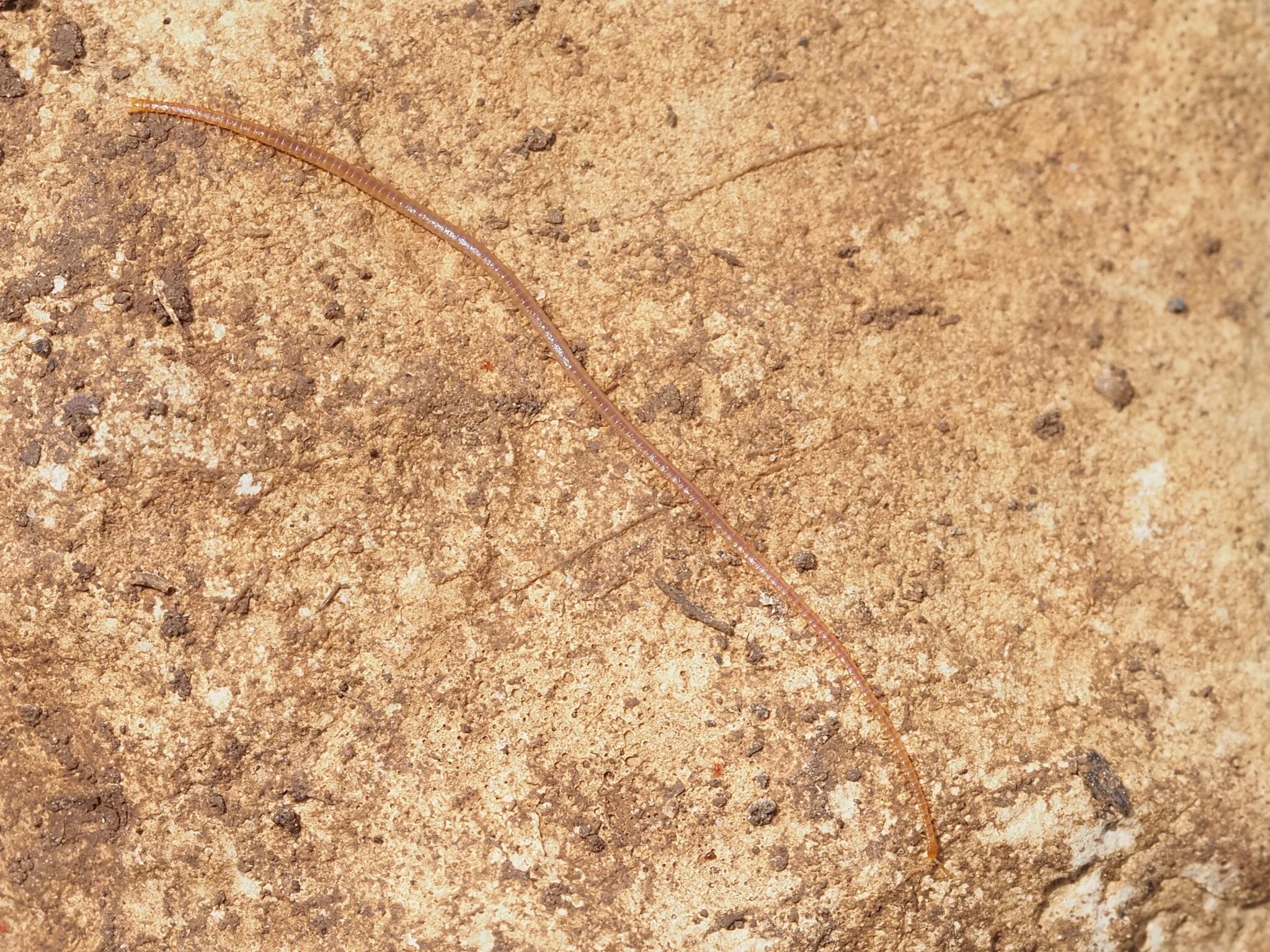 Dignathodon microcephalus Lucas, 1846