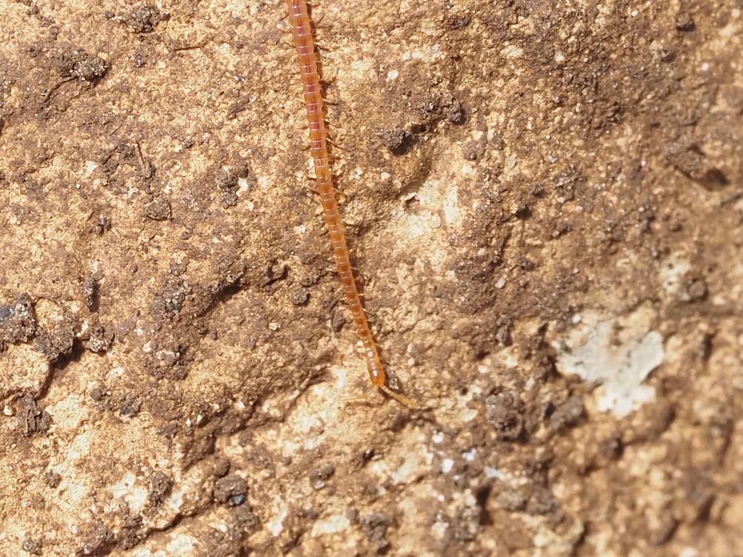 Dignathodon microcephalus Lucas, 1846