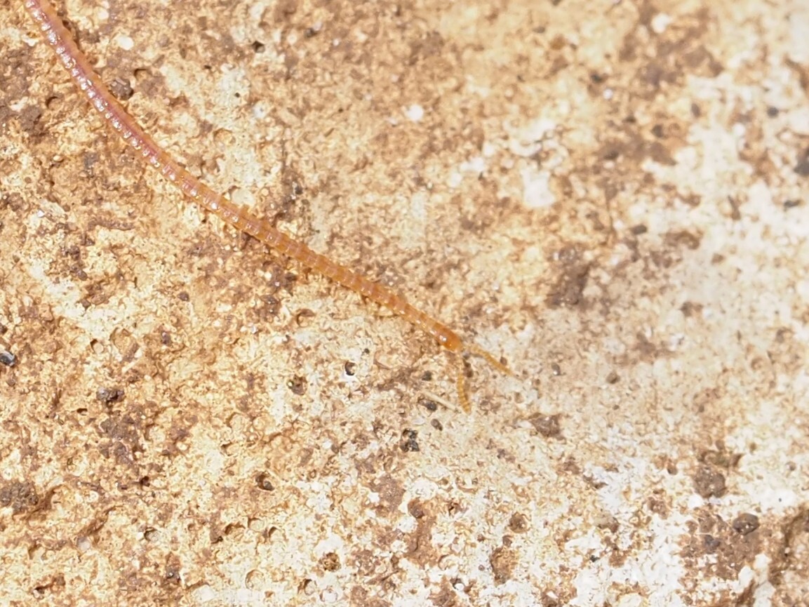 Dignathodon microcephalus Lucas, 1846
