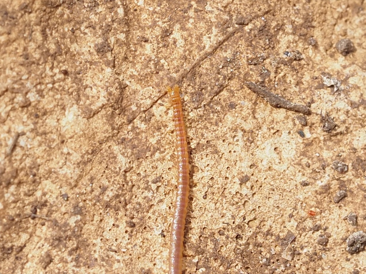 Dignathodon microcephalus Lucas, 1846