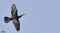 Oriental Darter photo 4