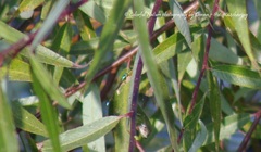 Odonata