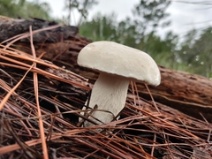 Tylopilus rhoadsiae