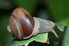 Asperitas sparsa