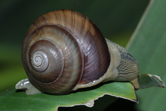 Asperitas sparsa