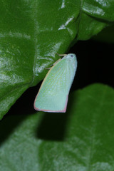Sanurus