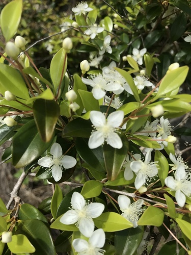 Eugenia ligustrina