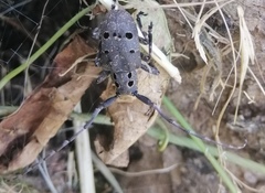 Mesosa curculionoides