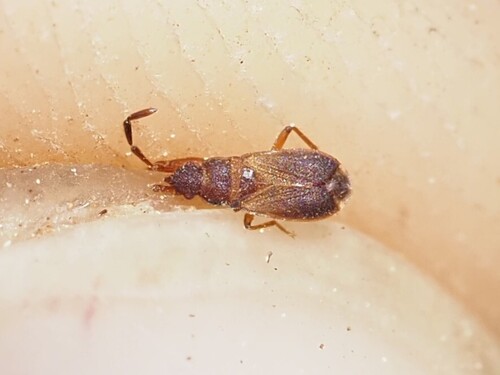 Notochilus ferrugineus