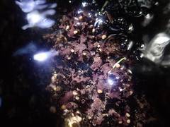 Peltigera hydrothyria