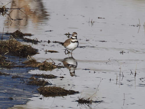 Killdeer photographed in Arizona