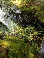 Sparganium fluctuans