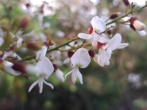 Derris laxiflora, photograph 6