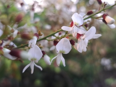 Derris laxiflora, photograph (c) vrxz, some rights reserved (CC BY-SA)