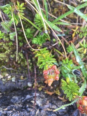 Phyllodoce empetriformis