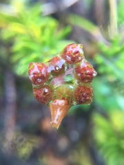 Phyllodoce empetriformis