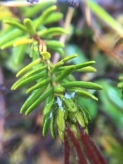 Phyllodoce empetriformis