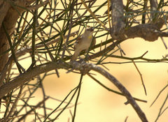 Gymnoris xanthocollis