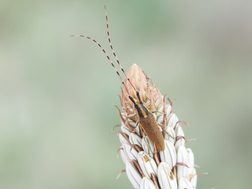 Agapanthie de l'Asphodèle